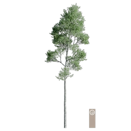CommonBirch002 256
