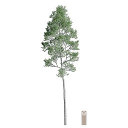 CommonBirch003 256