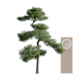 japanese pine