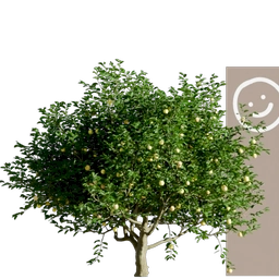 lemon tree 001