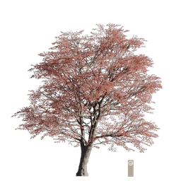 maple tree 001