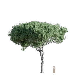 pinus pinastar 001