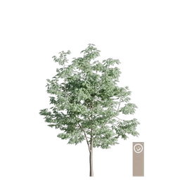 robina 001