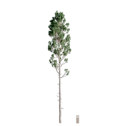 tall pine 001