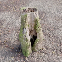 tree stump 001