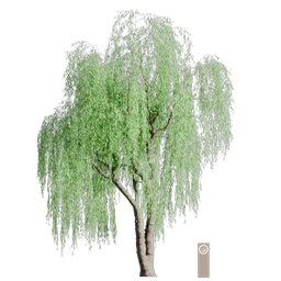 weeping willow 001