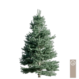 white fir 001