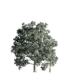 white oak 001